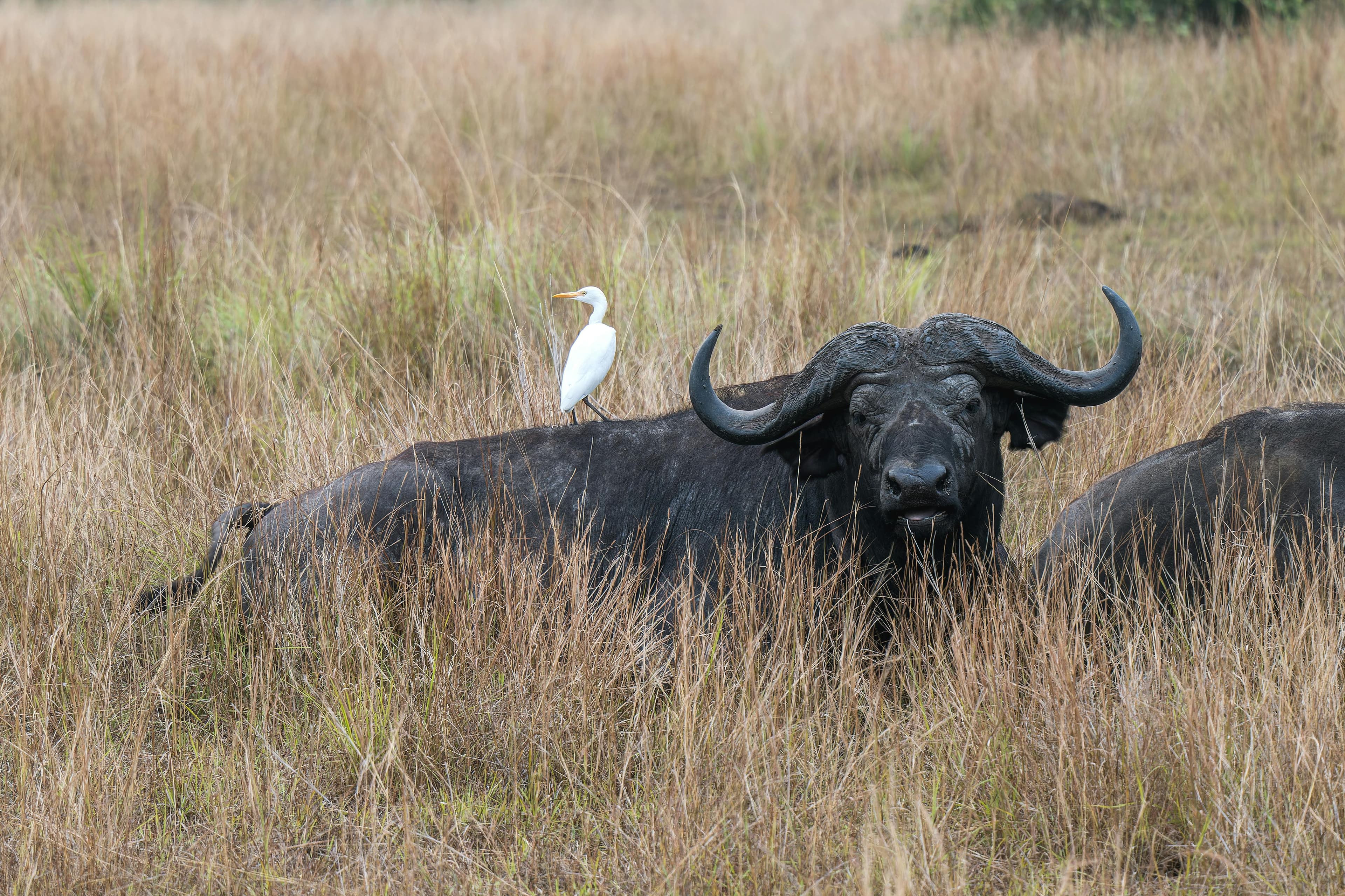 Buffalo Share preview